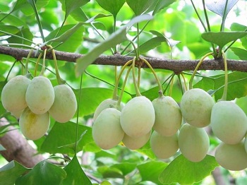 银杏果的功效与作用及怎么吃