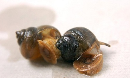田螺的营养价值及饮食