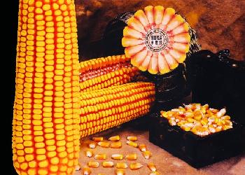 玉米轴的药性功效