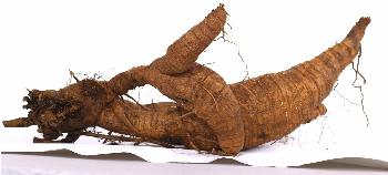 葛根的作用与功效