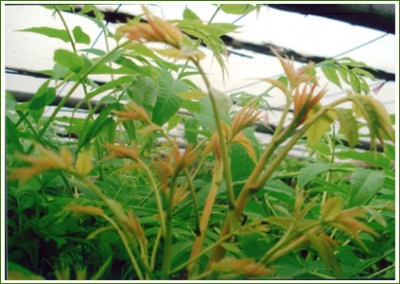 香椿的营养价值与食用功效