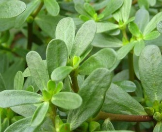 马齿苋的功效与作用