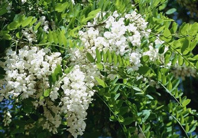 槐花的功效与作用