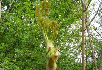 刺老芽的营养功效