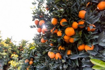 香甜多汁的阳光鲜橙，就在广东果叔